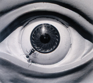 David Wojnarowicz's Untitled from the Ant Series (PPOW/ Moving Image, 1988–1989)